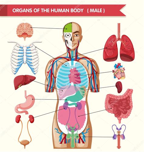 órganos del cuerpo-1